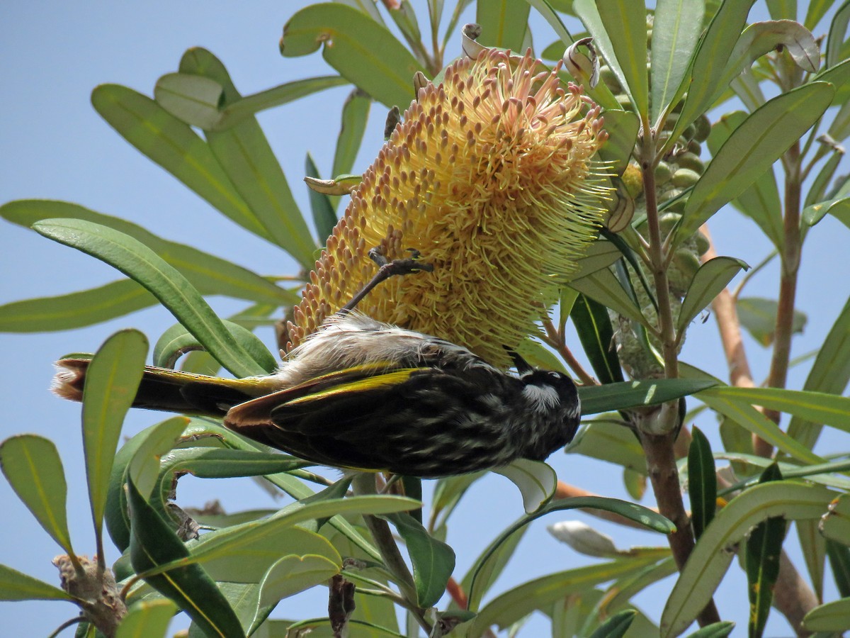 New Holland Honeyeater - ML623875537