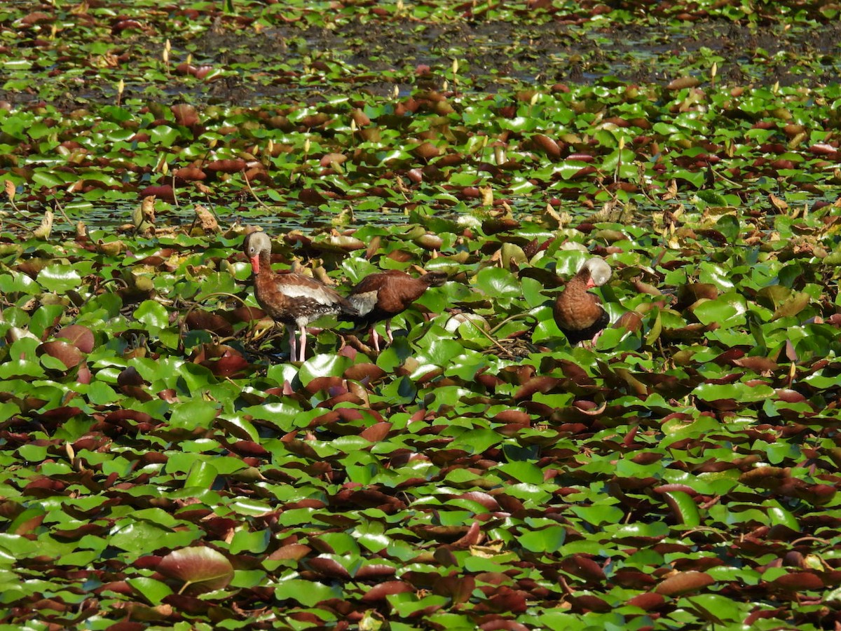 Black-bellied Whistling-Duck - ML623875544