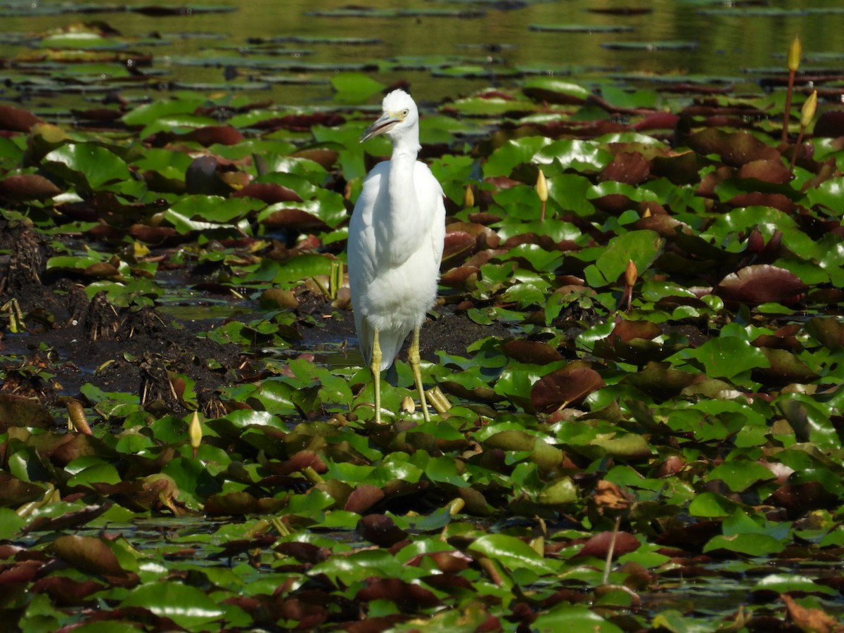 Little Blue Heron - ML623875559