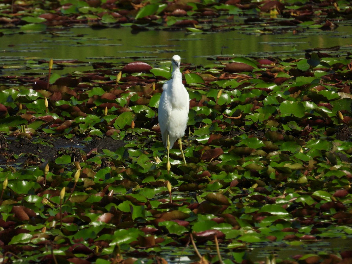 Little Blue Heron - ML623875560