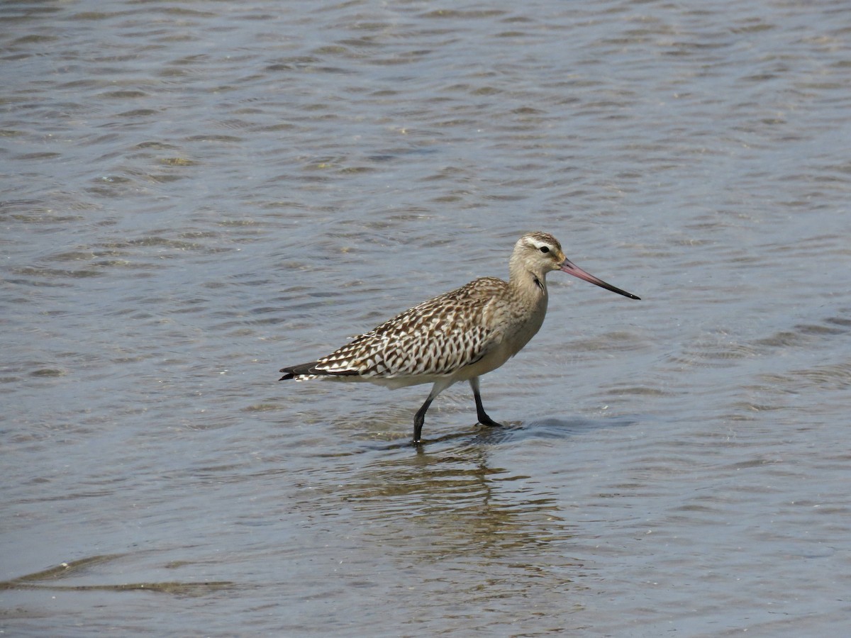 Bar-tailed Godwit - ML623875572