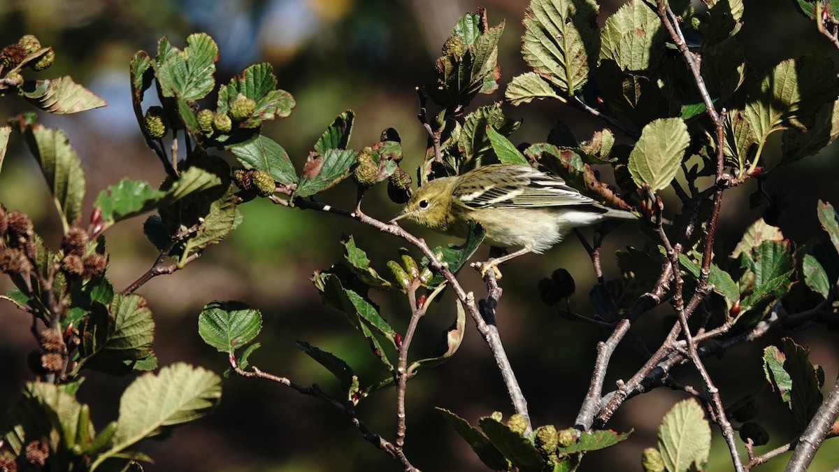 Blackpoll Warbler - ML623875573