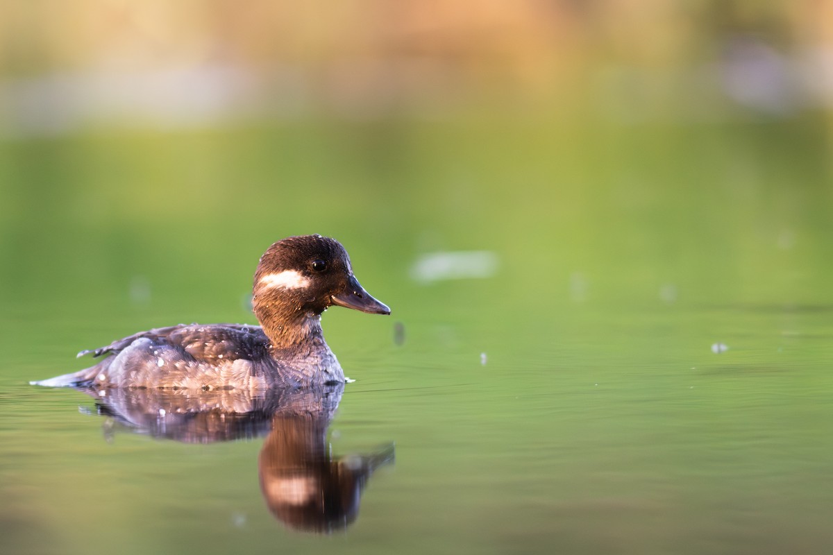 Bufflehead - Peter Mundale