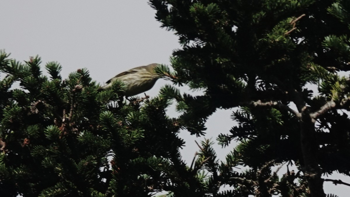 Cape May Warbler - ML623875578