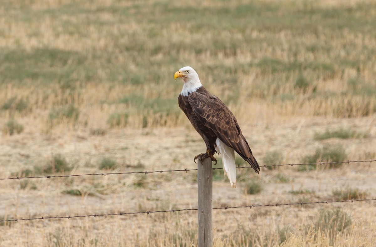 Bald Eagle - ML623875587