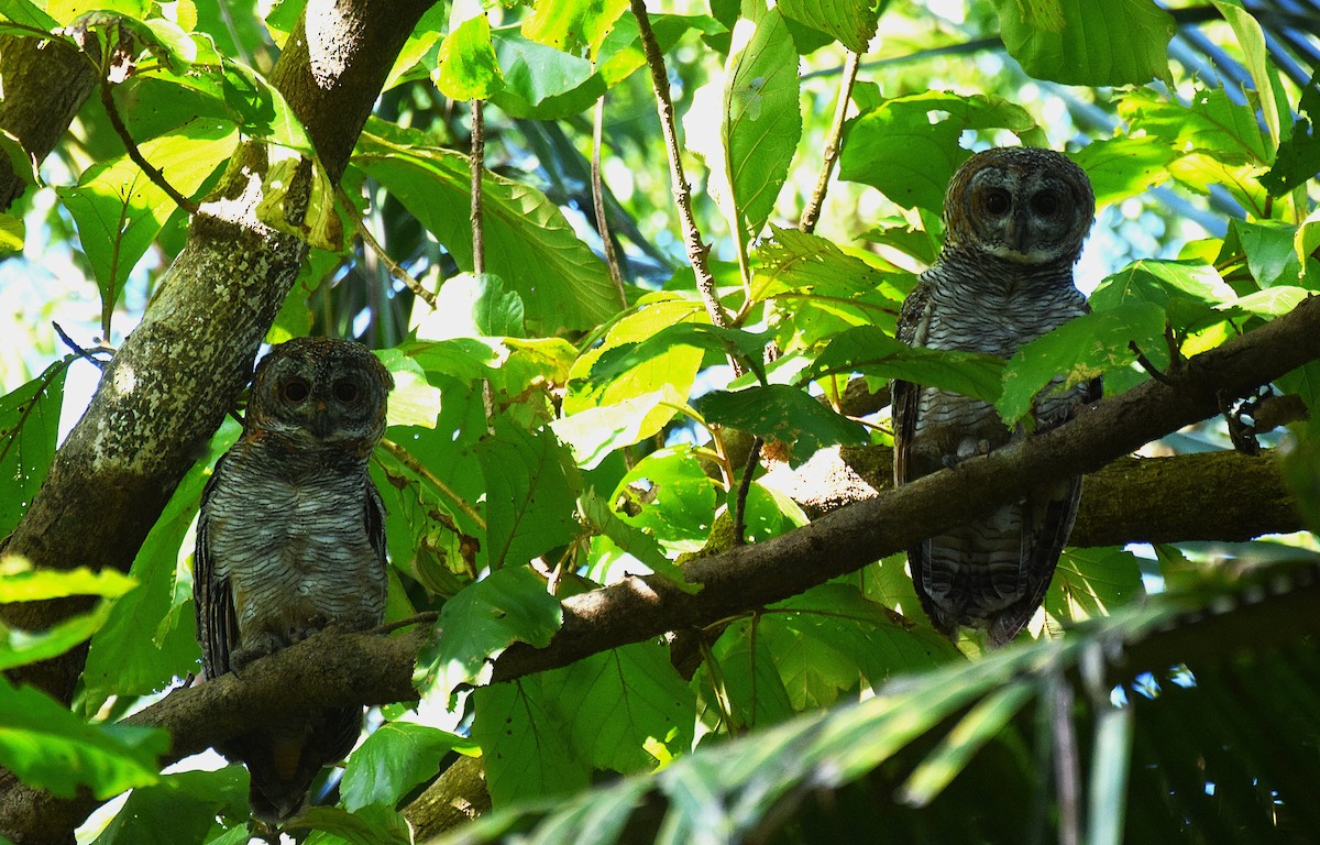 Mottled Wood-Owl - ML623875593