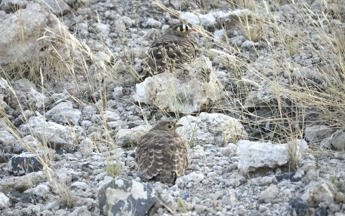 Lichtenstein's Sandgrouse - Martin Brookes