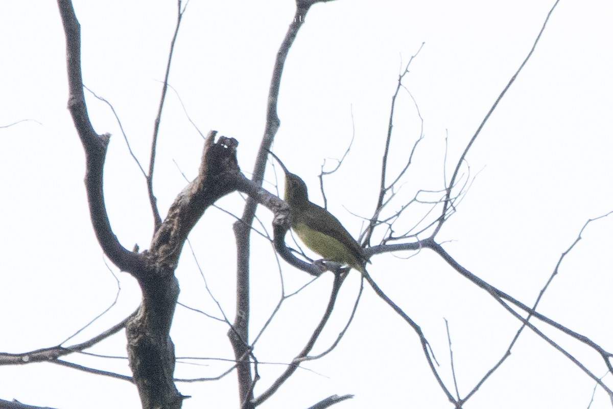 Spectacled Spiderhunter - ML623875602