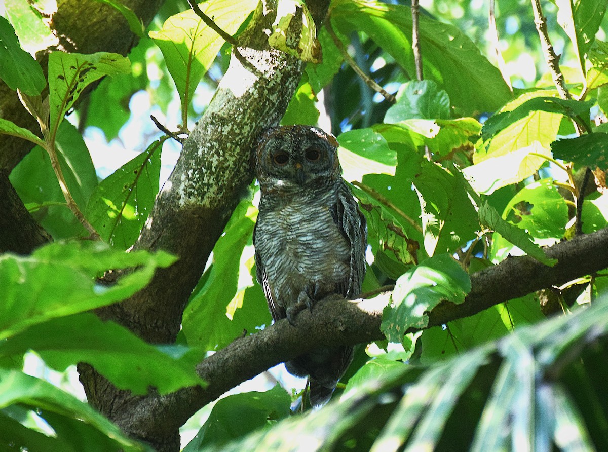 Mottled Wood-Owl - ML623875605