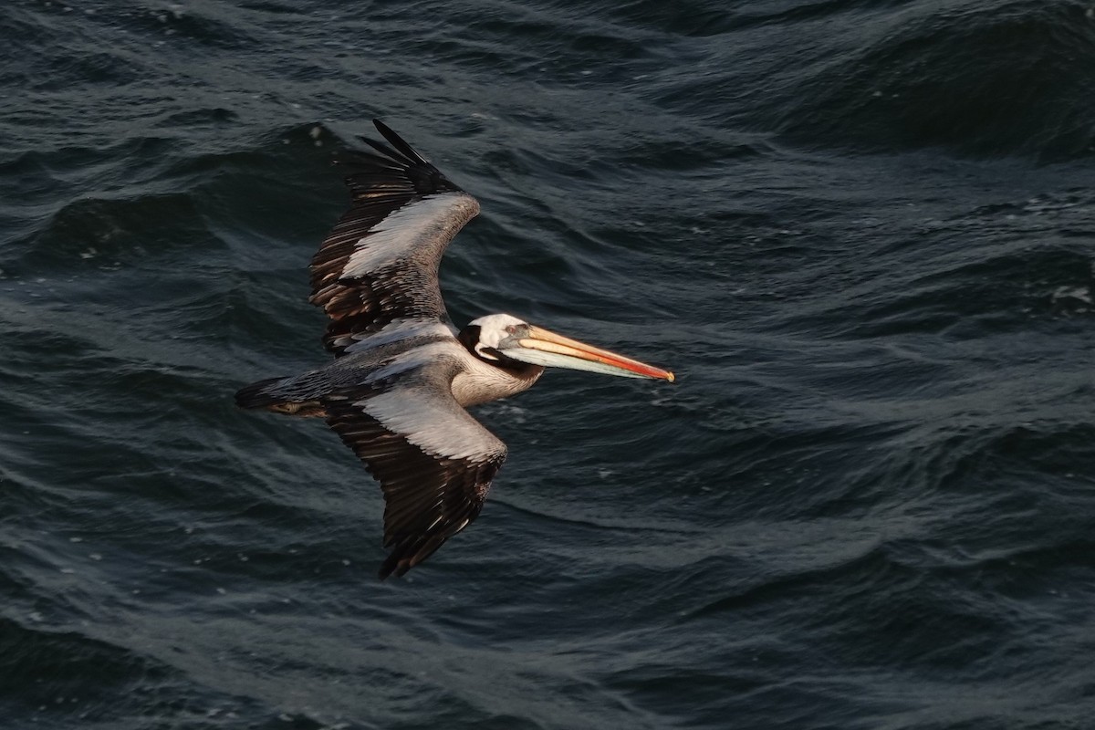 Peruvian Pelican - ML623875619