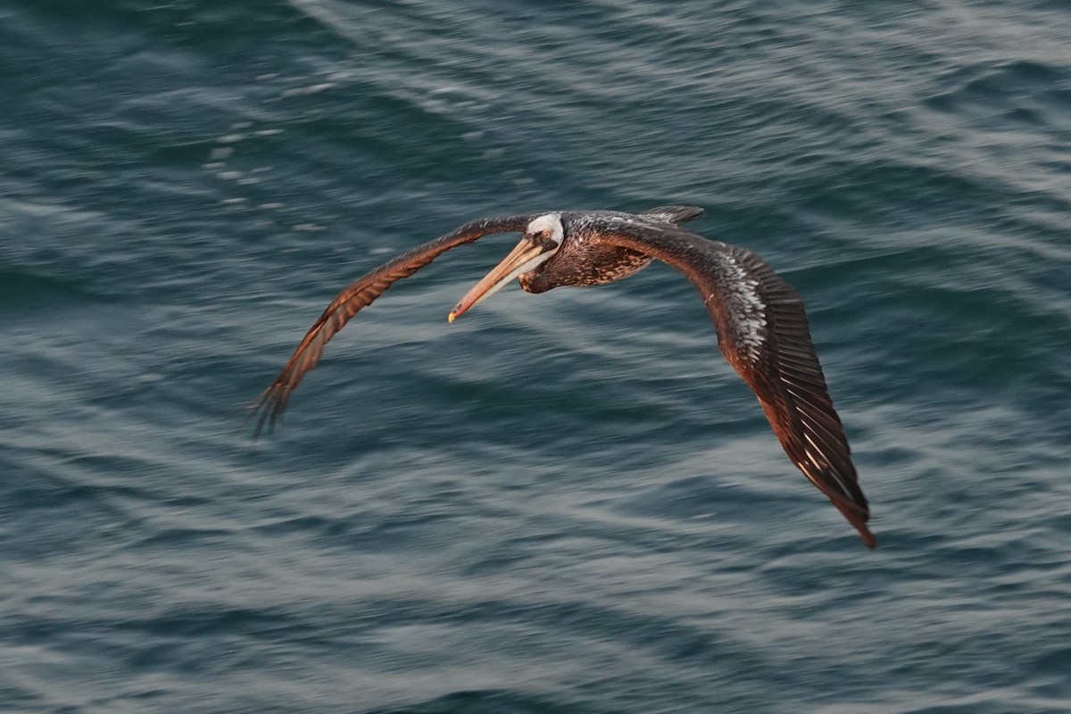 Peruvian Pelican - ML623875620