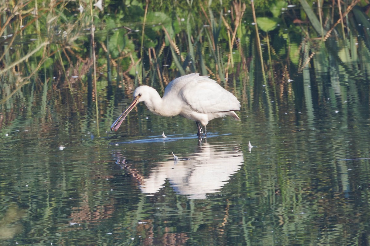 Eurasian Spoonbill - David Spencer