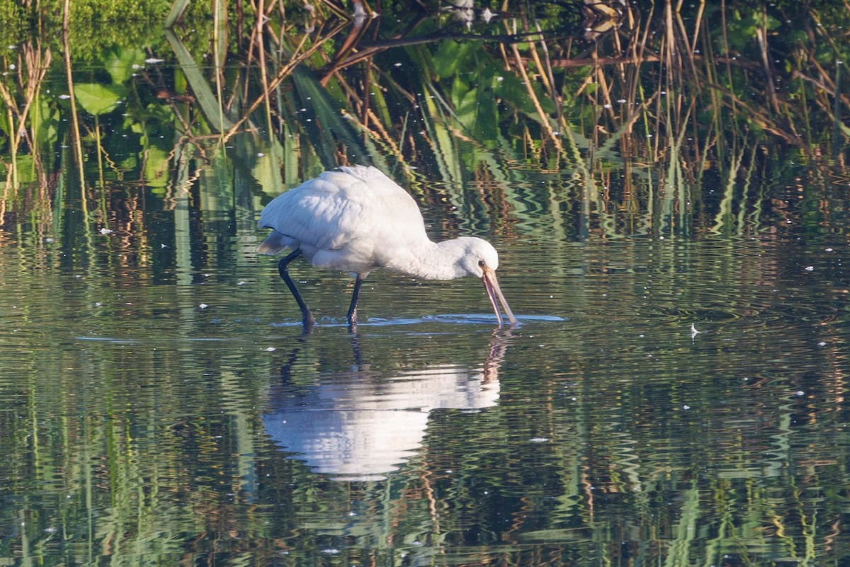 白琵鷺 - ML623875634