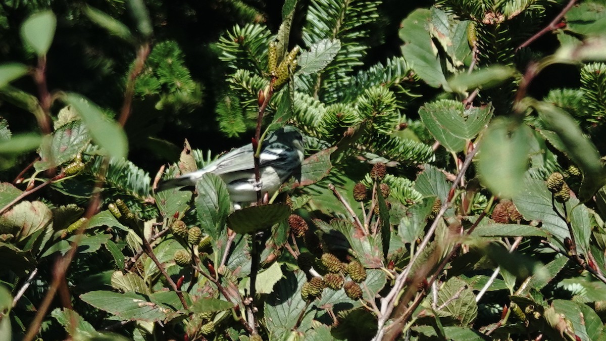 Cerulean Warbler - ML623875636