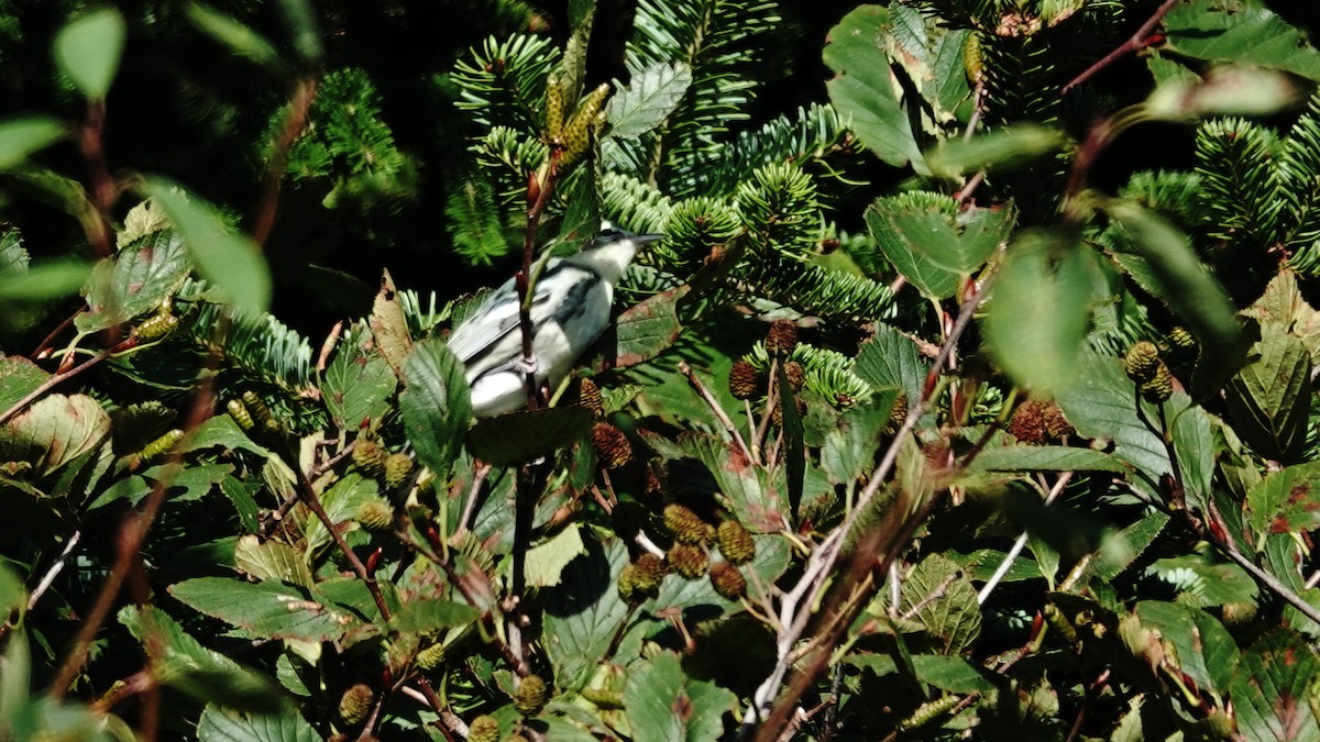 Cerulean Warbler - ML623875637