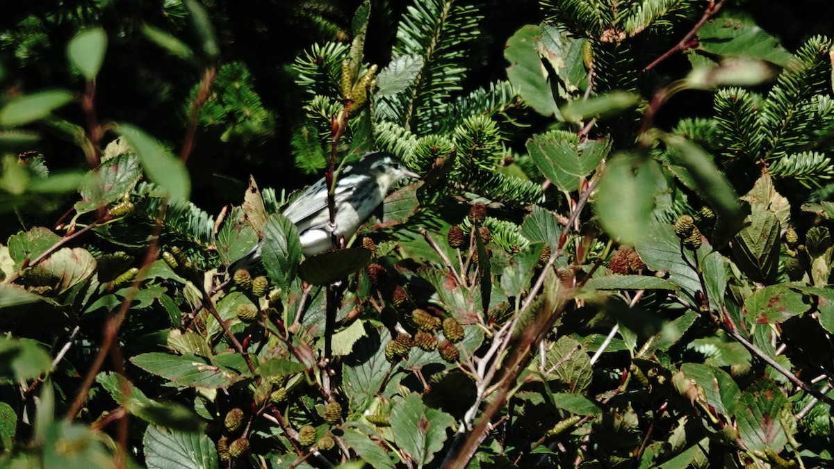 Cerulean Warbler - ML623875638