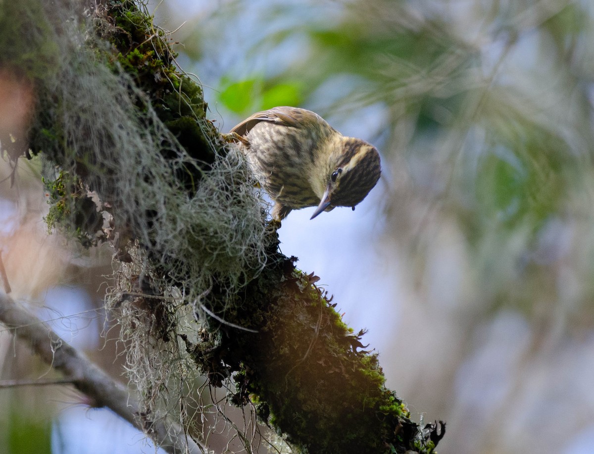 Sharp-billed Treehunter - ML623875641