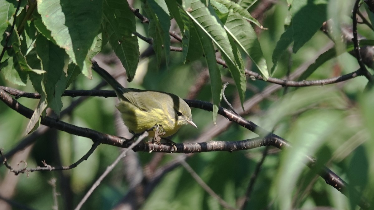 Prairie Warbler - ML623875664