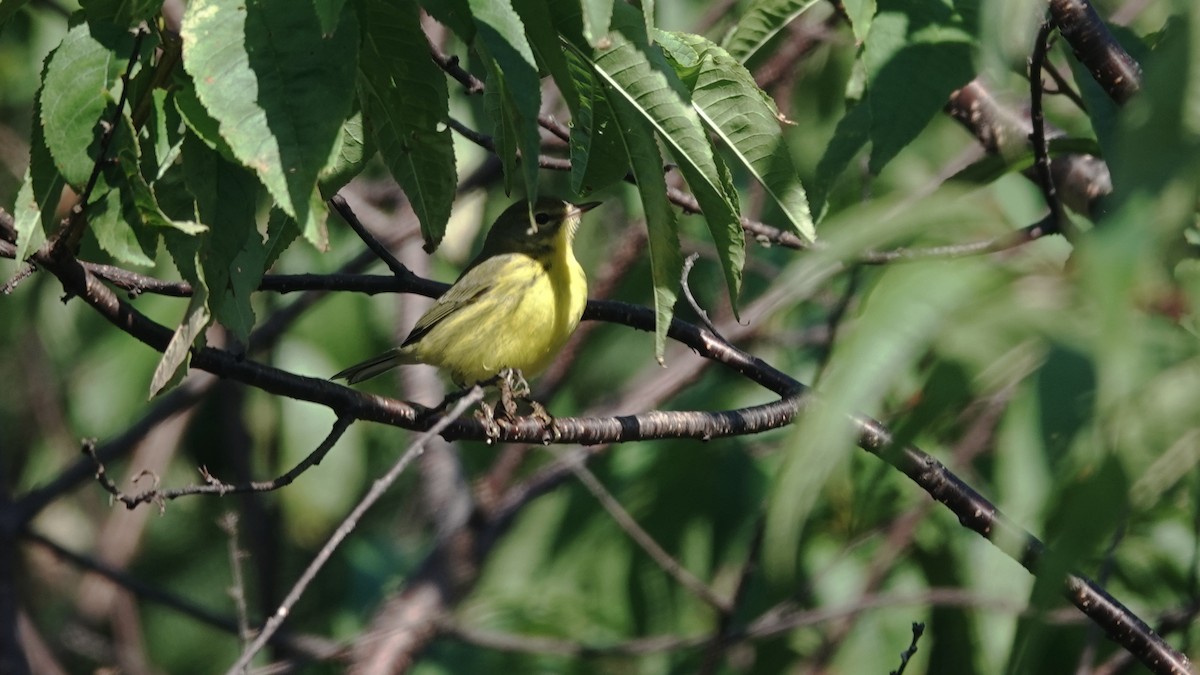 Prairie Warbler - ML623875665