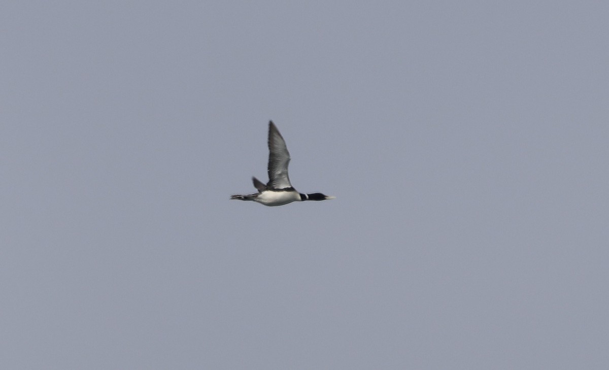 Yellow-billed Loon - ML623875668