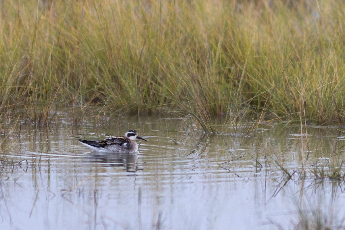 Red-necked Phalarope - ML623875682