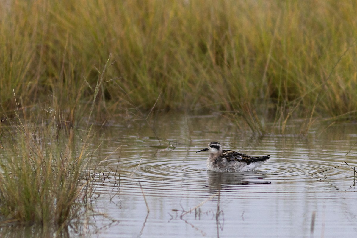 Red-necked Phalarope - ML623875684