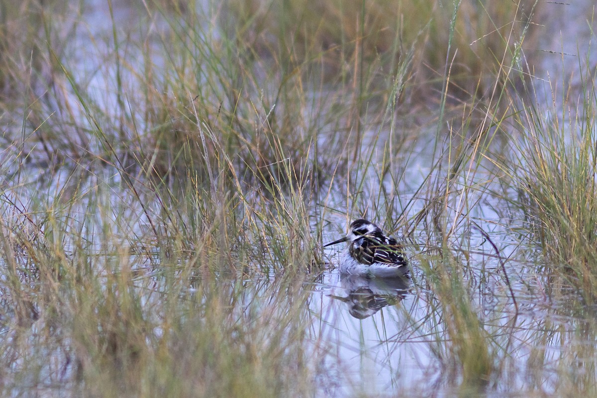 Red-necked Phalarope - ML623875686