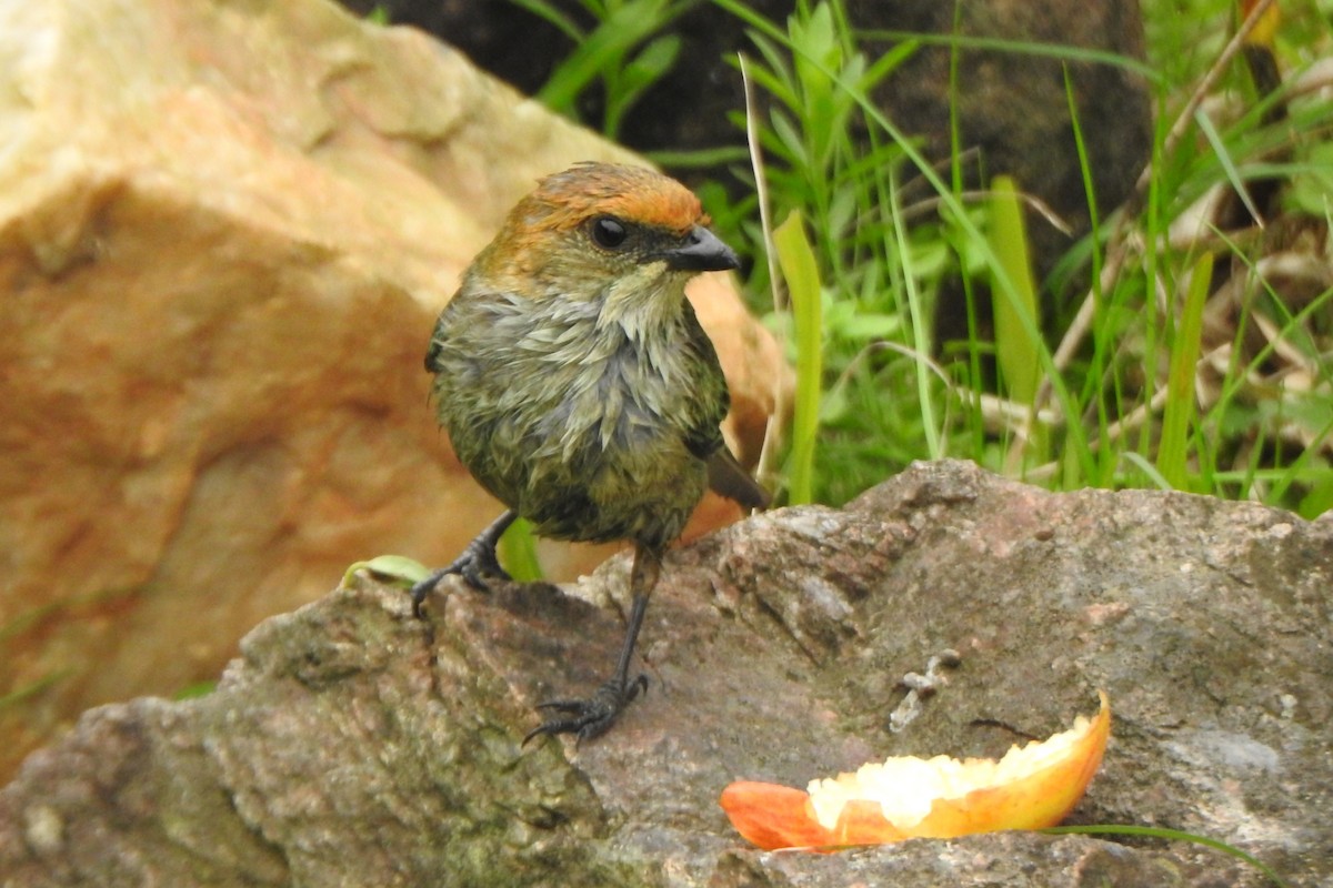 Chestnut-backed Tanager - ML623875694