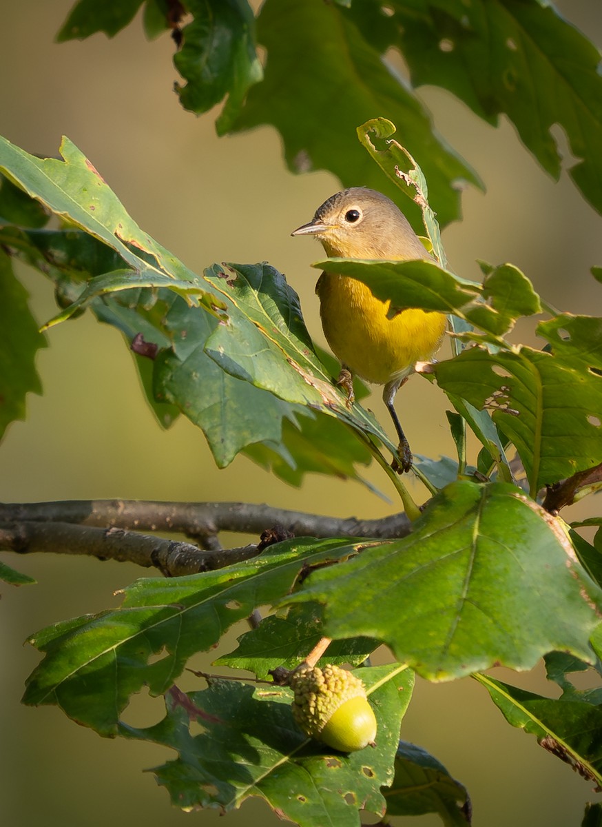 Nashville Warbler - ML623875707