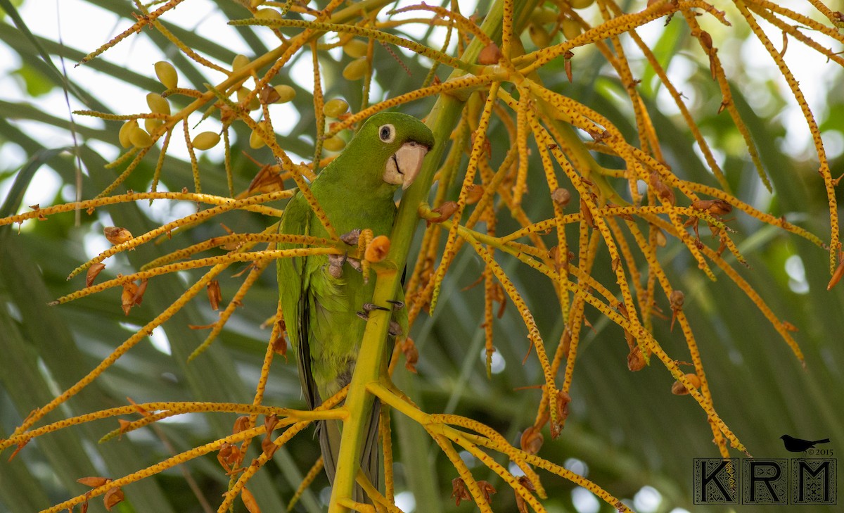 aratinga červenolící - ML623875733