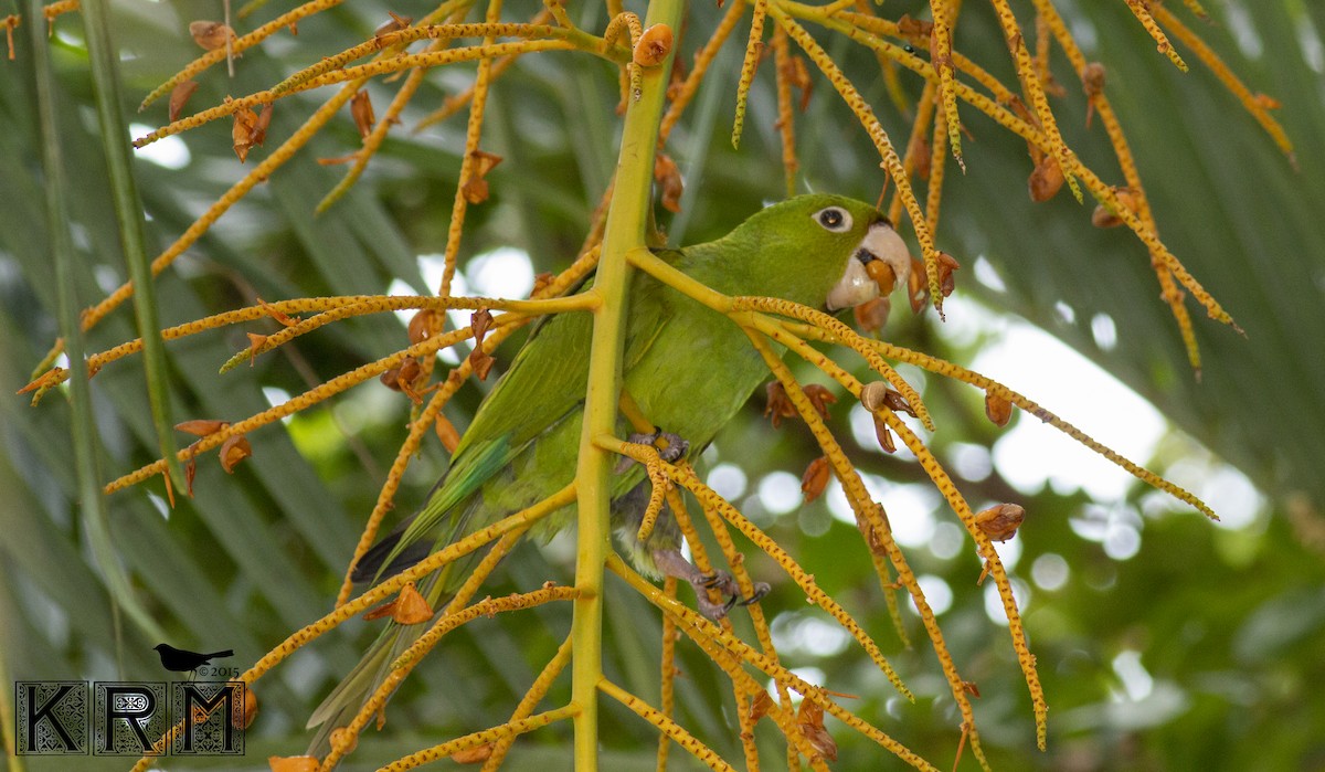 Conure à tête rouge - ML623875734