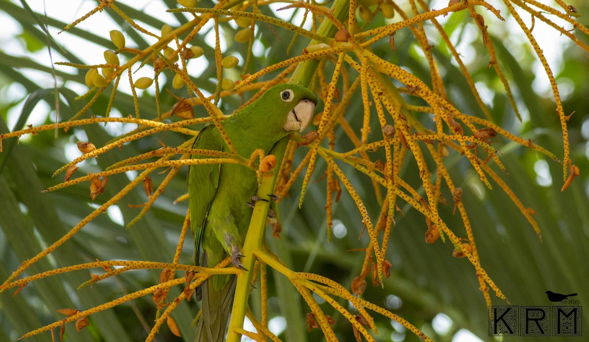 Conure à tête rouge - ML623875735