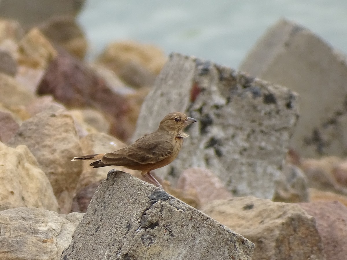 Rufous-tailed Lark - ML623875742