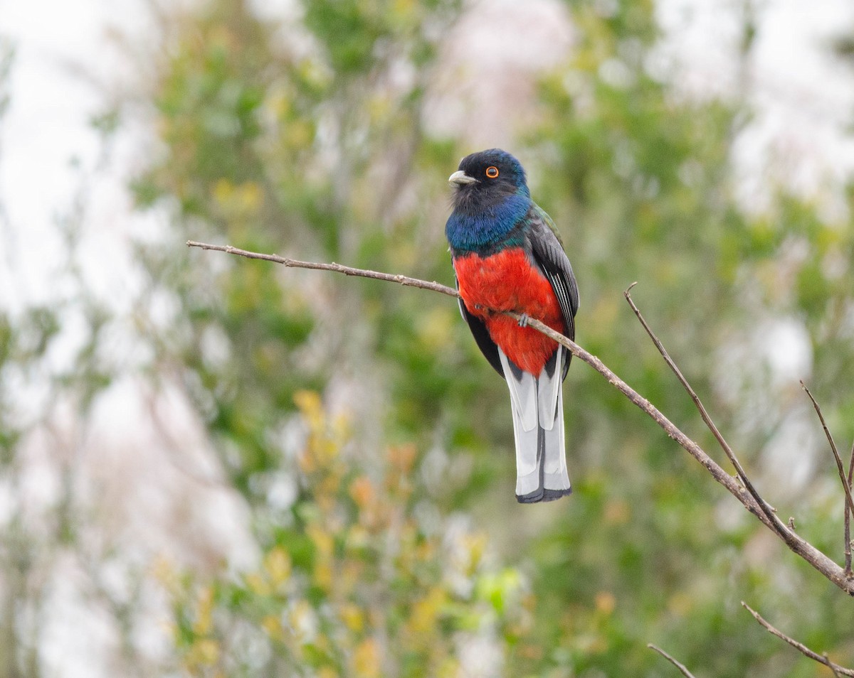 Surucua Trogon - ML623875763