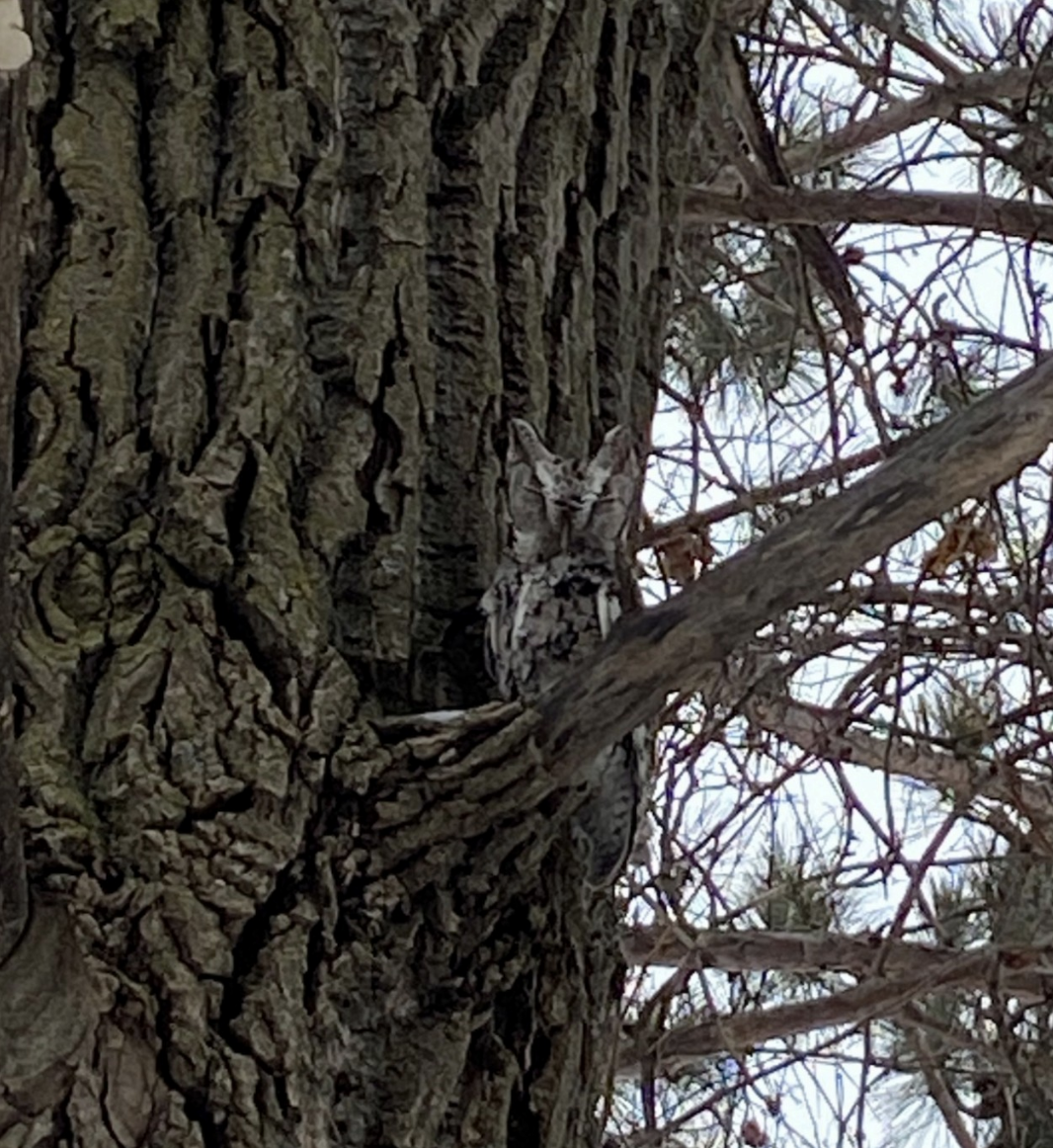 Eastern Screech-Owl - ML623875765