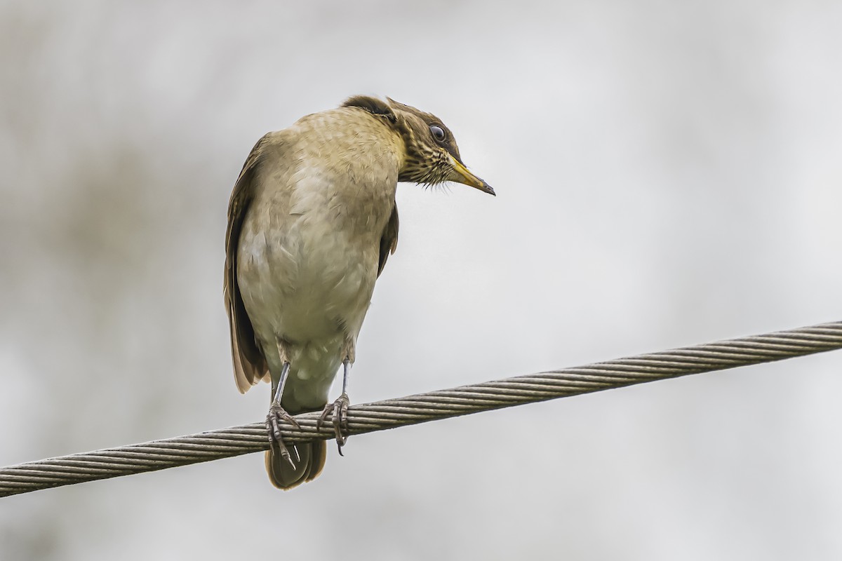 Creamy-bellied Thrush - ML623875791