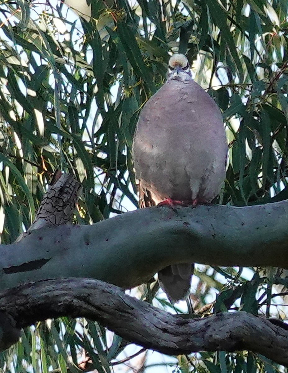 Common Bronzewing - ML623875799