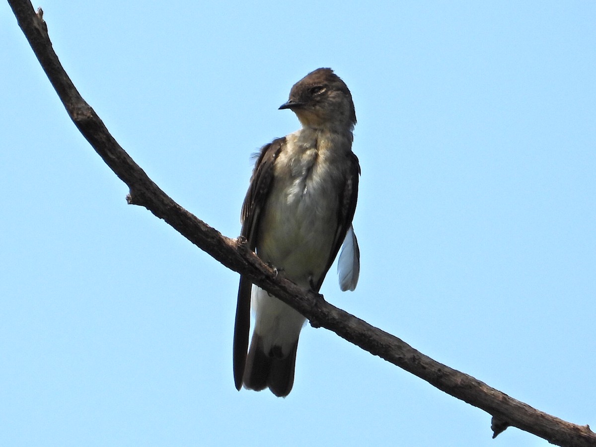 Southern Rough-winged Swallow - ML623875804