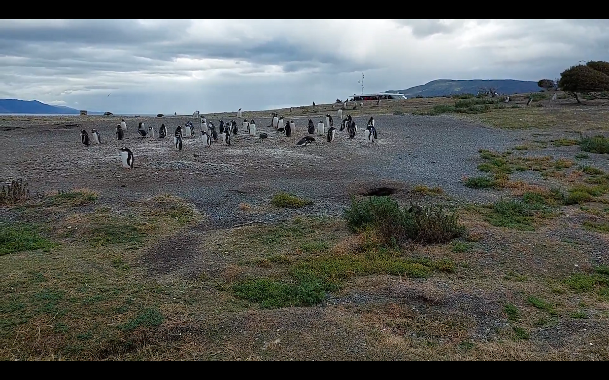 Gentoo Penguin - ML623875808