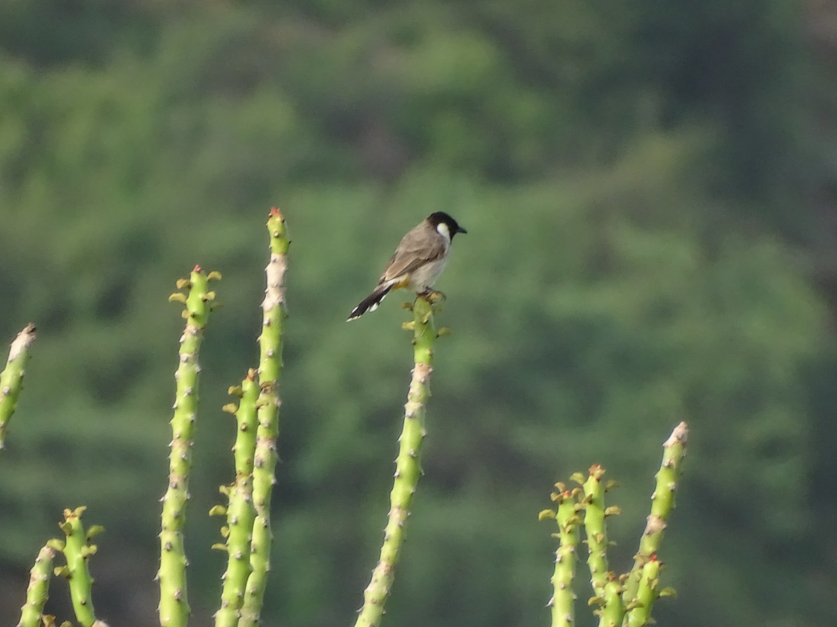 White-eared Bulbul - ML623875811