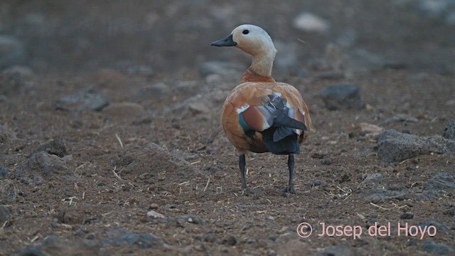 Ruddy Shelduck - ML623875814