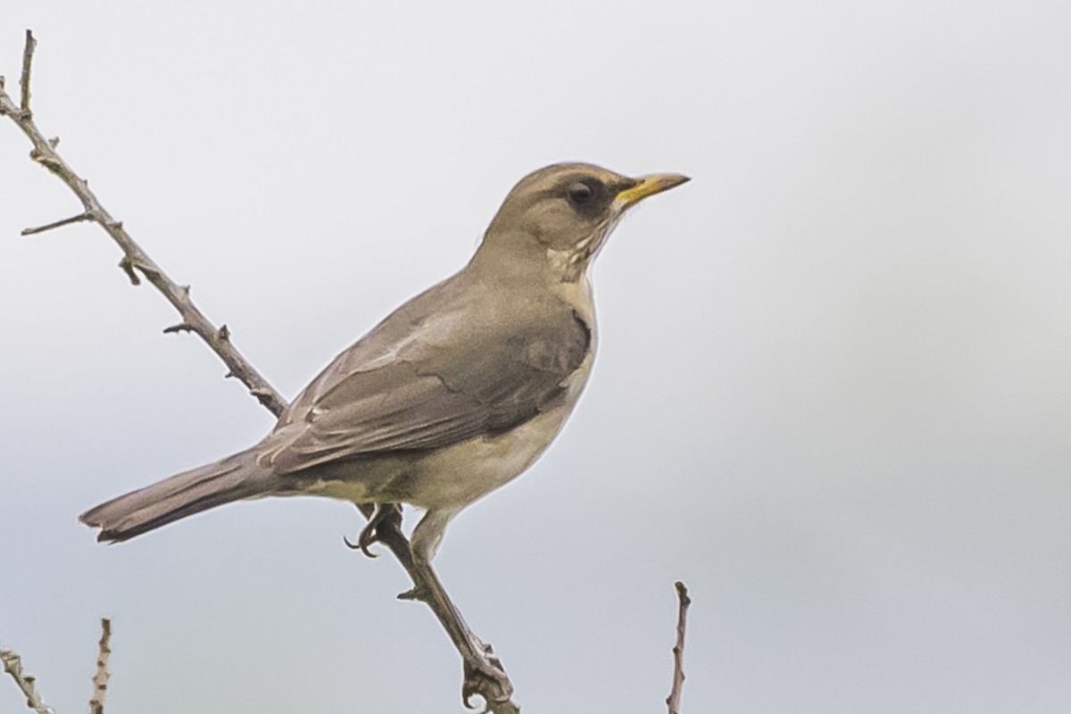 Creamy-bellied Thrush - ML623875816