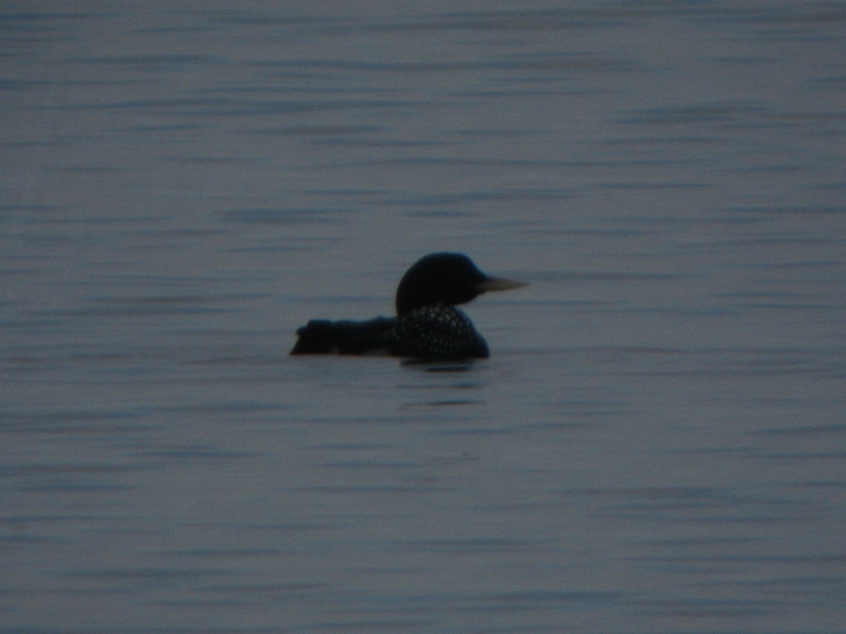 Yellow-billed Loon - ML623875819