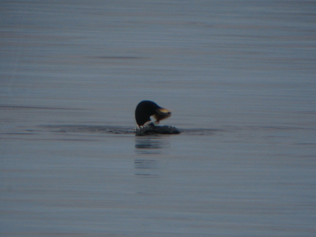 Yellow-billed Loon - Brad Carlson