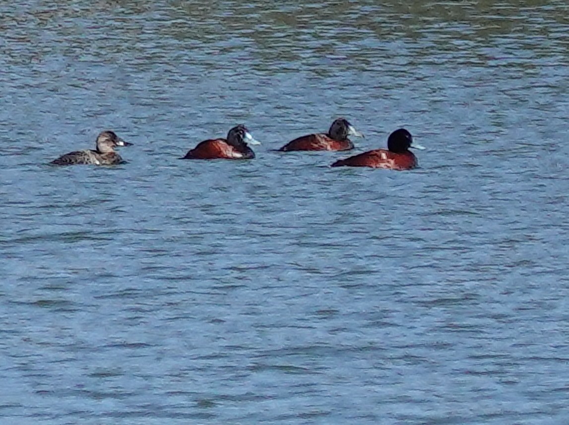 Blue-billed Duck - ML623875839