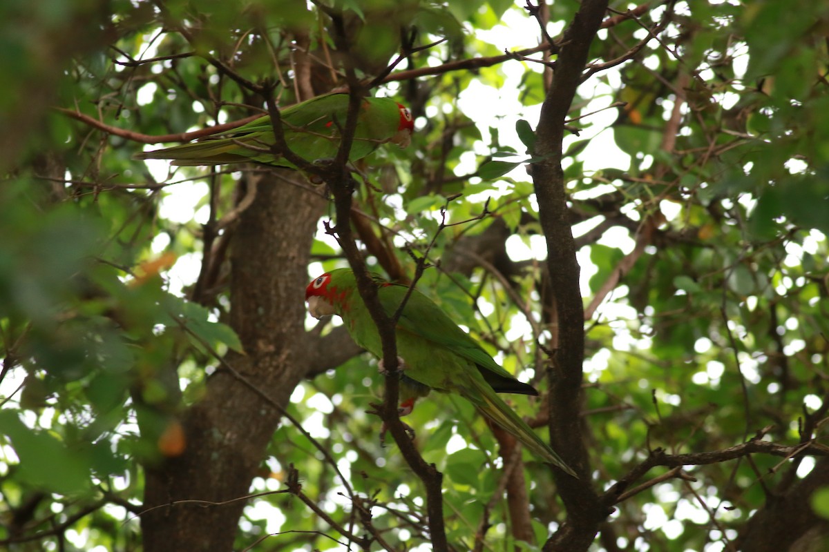 Red-masked Parakeet - ML623875842