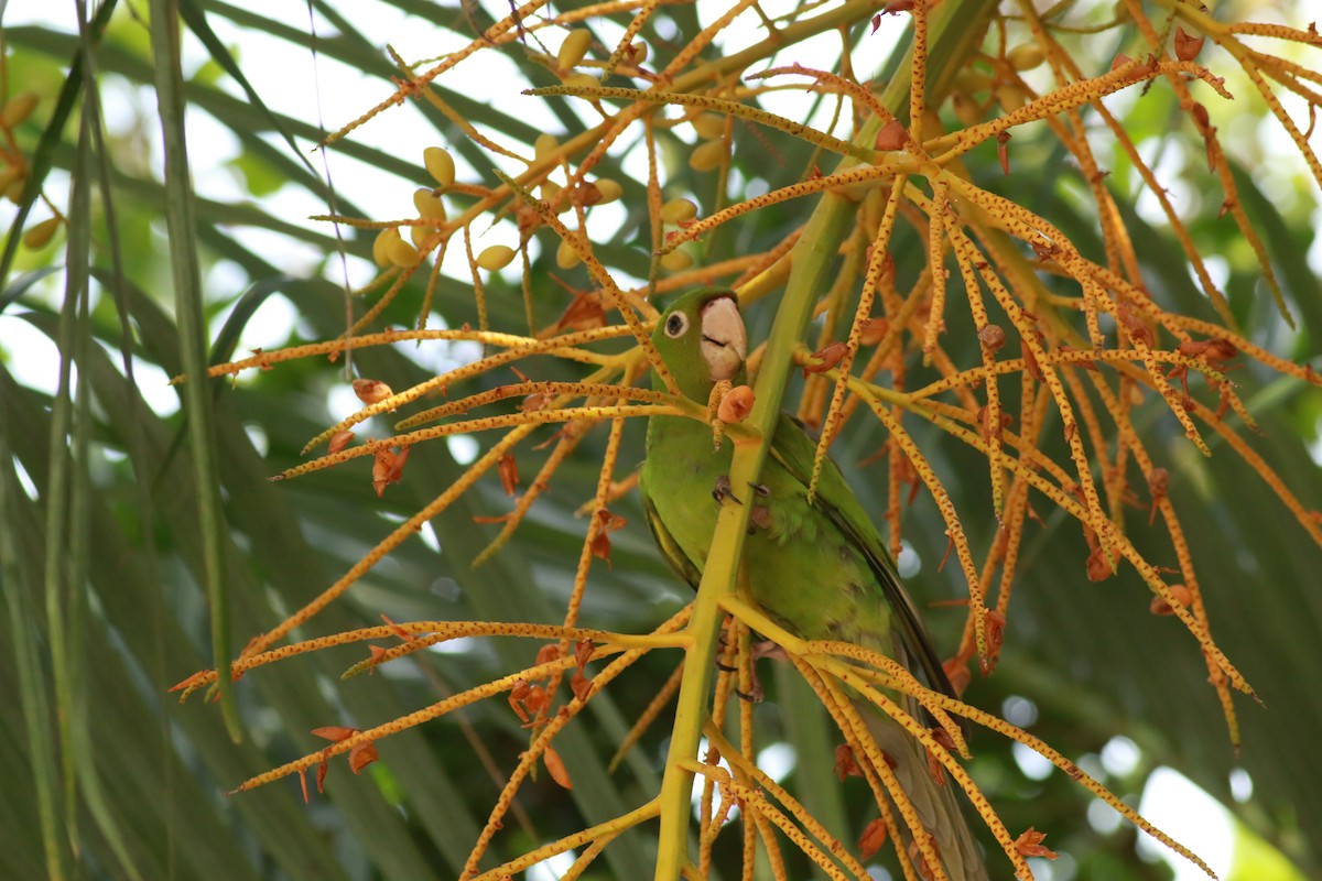 Red-masked Parakeet - ML623875843