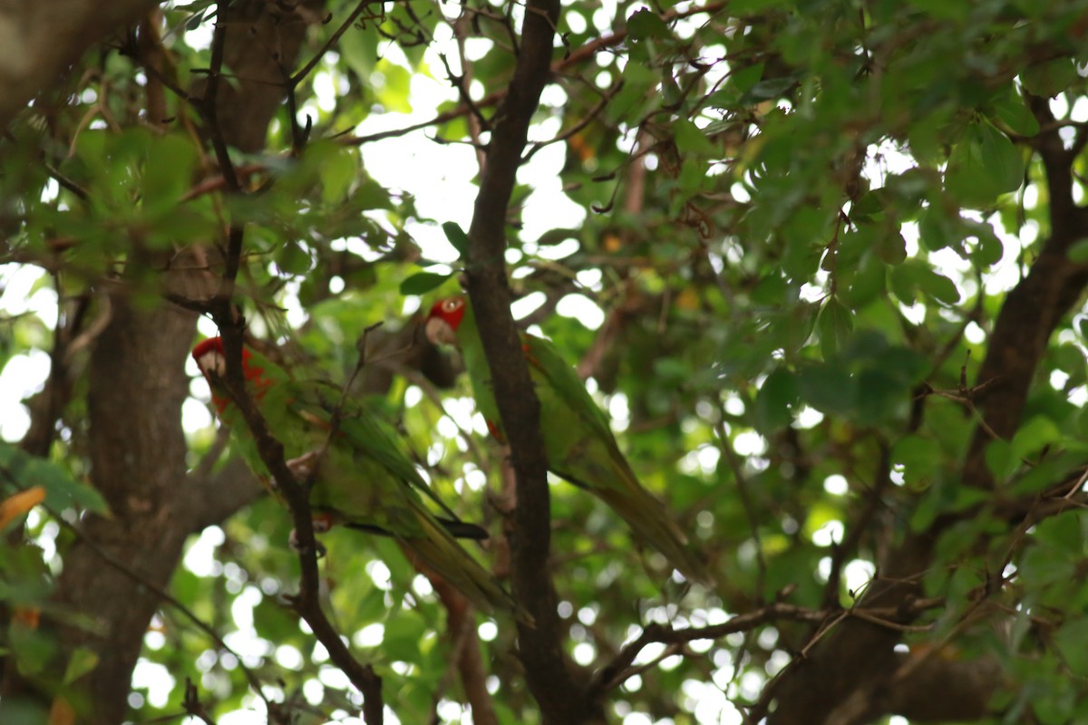 Red-masked Parakeet - ML623875844