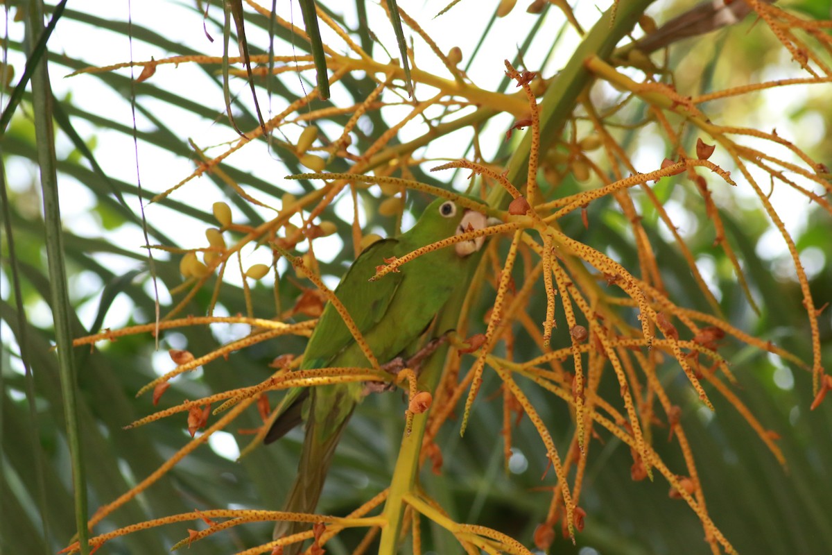 Red-masked Parakeet - ML623875845