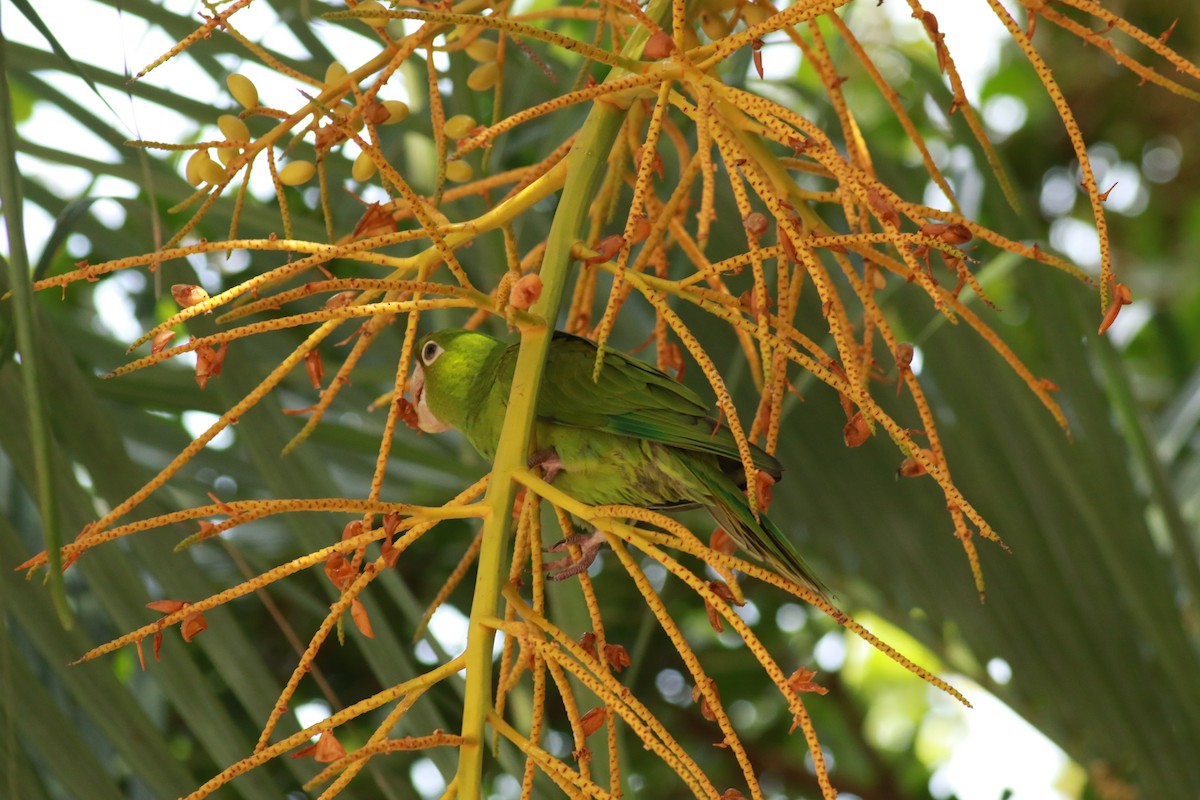 Conure à tête rouge - ML623875846